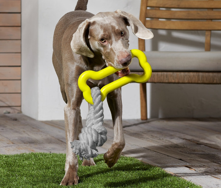 Hund trägt Hundespielzeug.