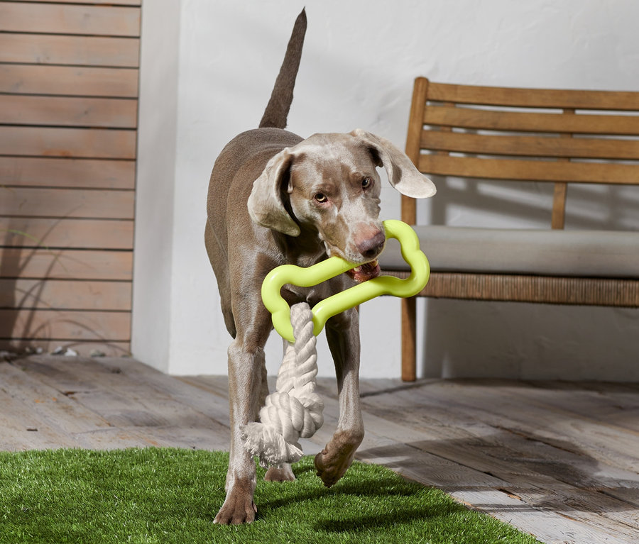 Weimaraner trägt ein Hundespielzeug im Maul.