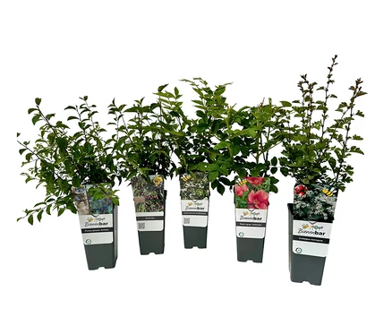 Fünf mehrfarbige Naturschutzhecke, 5er-Set, in schwarzen Töpfen.