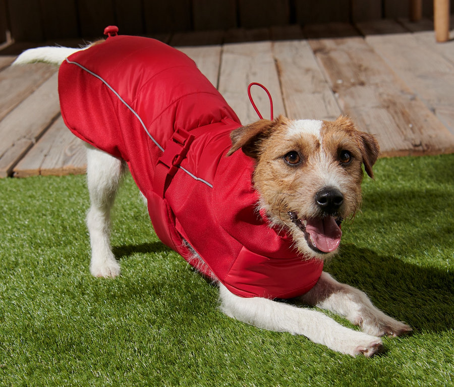 Ein brauner Hund liegt auf dem Rasen und trägt eine Hundejacke.