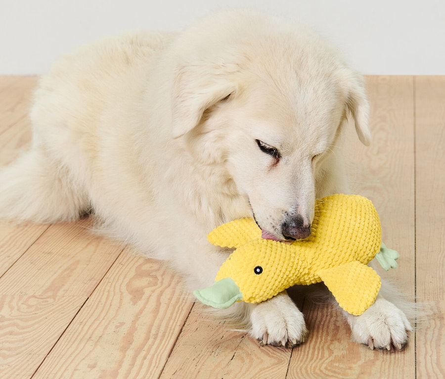 Weißer Hund liegt auf einem Holzboden und beißt in ein Hunde-Plüschspielzeug »Ente«.