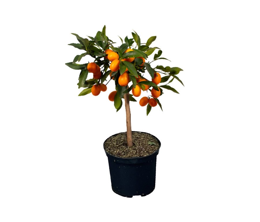 Kumquatbaum in einem schwarzen Topf.