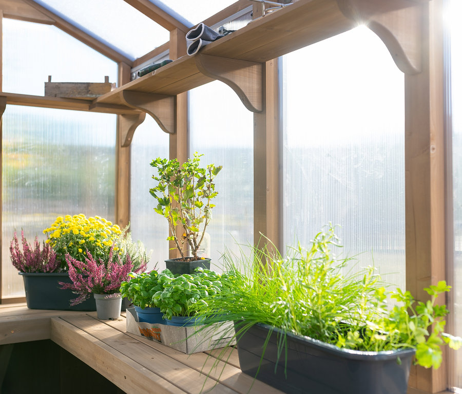 Innenansicht eines Zedernholz-Gewächshauses mit Blumen und Kräutern in Töpfen auf Holzregalen. Gewächshaus aus Zedernholz.