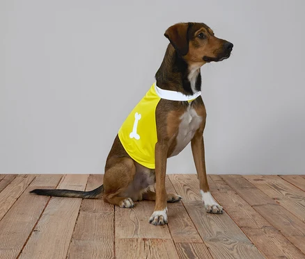Ein brauner Hund mit gelbem Shirt mit Knochen sitzt auf einem Holzboden vor einem grauen Hintergrund.