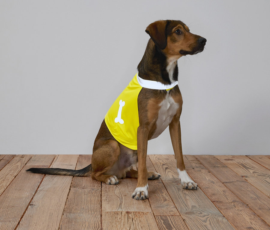 Ein brauner Hund mit gelbem Shirt mit Knochen sitzt auf einem Holzboden vor einem grauen Hintergrund.