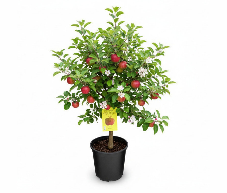Terrassenobst, Apfel: Ein kleiner Apfelbaum im schwarzen Topf mit grünen Blättern, weißen Blüten und roten Äpfeln.