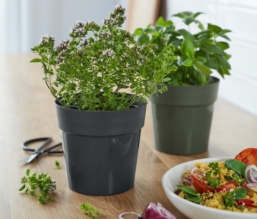 Zwei Kräuter-Übertöpfe stehen neben einem Salat auf einem Holztisch.