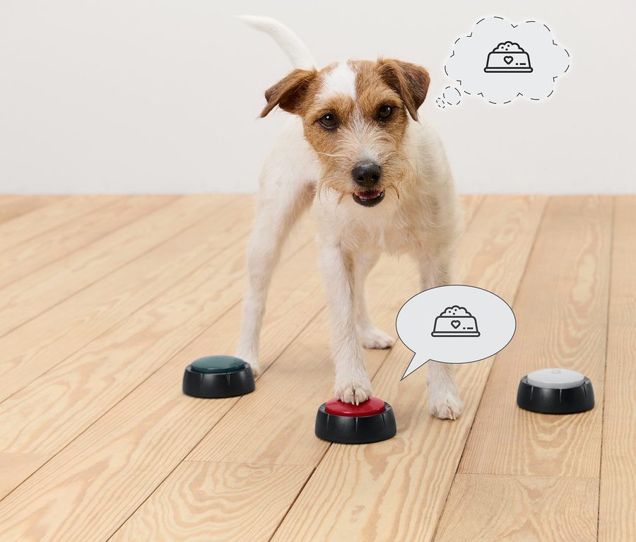 Jack Russell Terrier steht auf einem Holzboden und drückt mit der Pfote einen roten Knopf. Weitere Knöpfe sind grün und grau. In Gedankenblasen über dem Hund befindet sich ein Futternapf-Symbol.