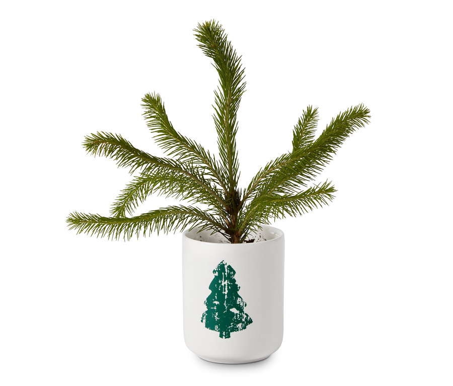 Ein kleiner Weihnachtsbaum in einem weißen Topf mit einem grünen Weihnachtsbaumaufdruck, Weihnachtsbaum-Anzucht-Set.
