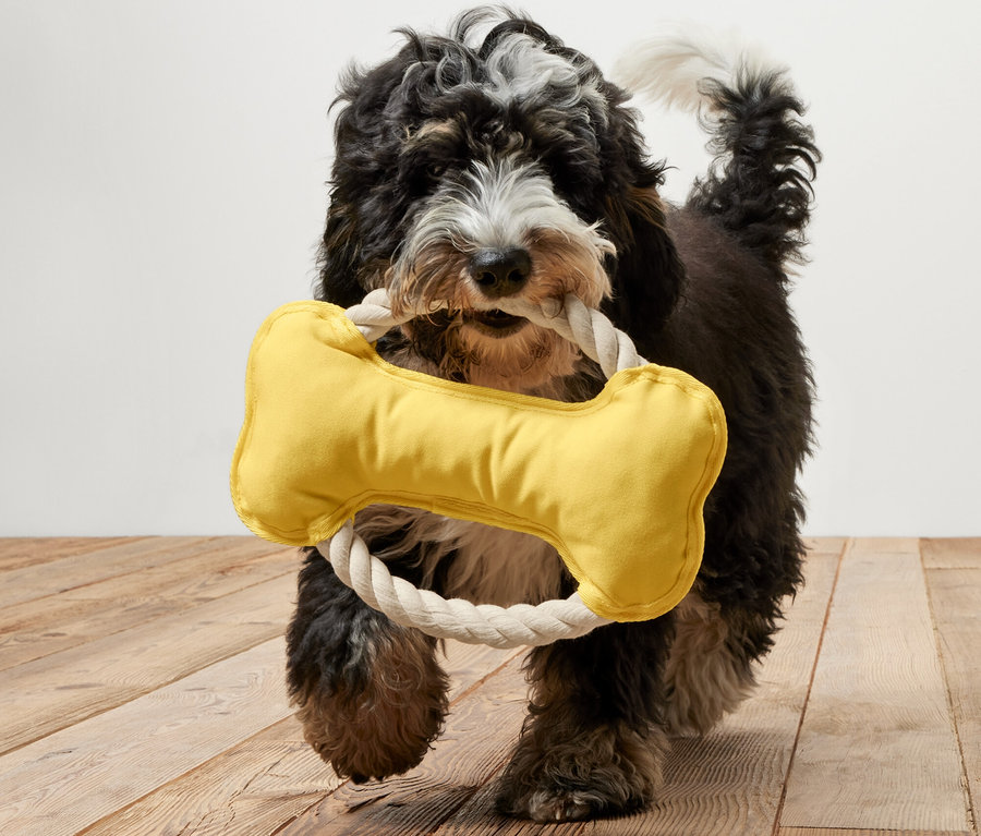 Ein Hund trägt ein gelbes Hunde-Tau-Spielzeug in Knochenform im Maul.