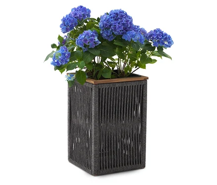 Blau blühende Hortensie in einem hohen, dunklen Blumentopf.