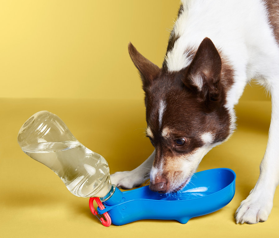 Hund trinkt aus der Hunde-Trinkflasche »To go«.
