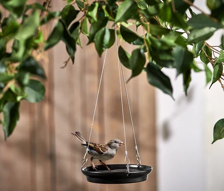 Spatz steht in Keramik-Vogeltränke, die an einem Baum hängt.